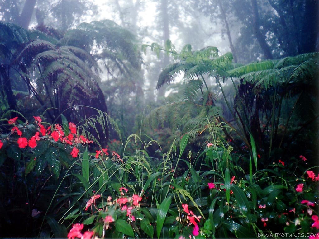 Tropical Jungle in Krabi, trekking excursion from Resort